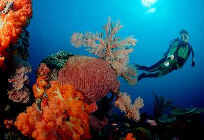 Plongée à Komodo avec Adelaar