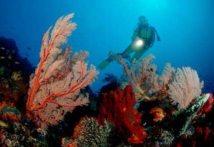 Voyage et croisière plongée à Komodo