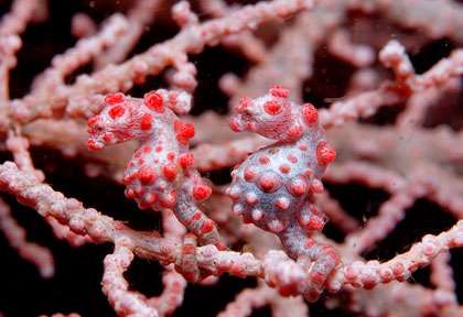 Plongée avec les hyppocampes pygmees de Komodo