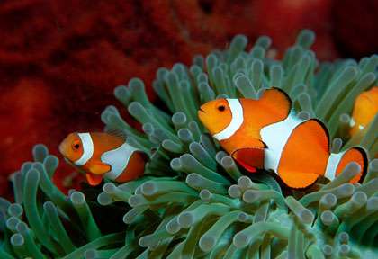 Poisson clown à Komodo