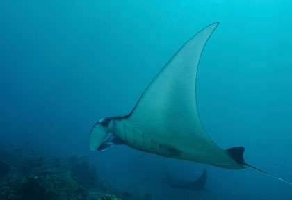 Raie Manta à Komodo