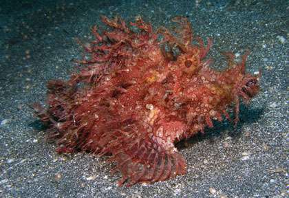 Voyage plongée aux Moluques