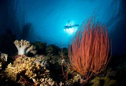 Plongée dans les moluques