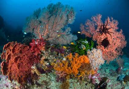 Plongée dans les moluques