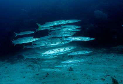 Barracudas en Mer de Banda