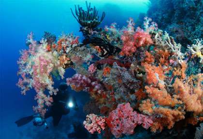 Plongé en Indonésie