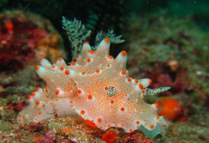 Nudibranche dans les moluques