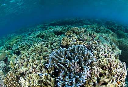 Corail en mer de Banda