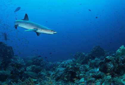 Requin de récif en mer de banda