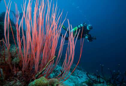 Plongée en mer de banda