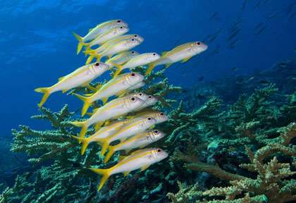 Plongée dans les Moluques