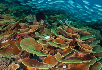 Plongée en Indonésie