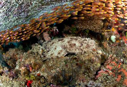 Requin-tapis à Raja Ampat