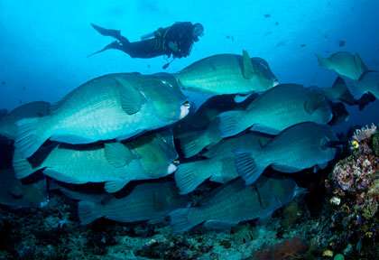Perroquets à bosse à Raja Ampat