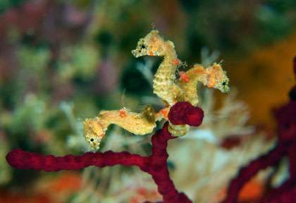 Hyppocampe Pygmée à Raja ampat