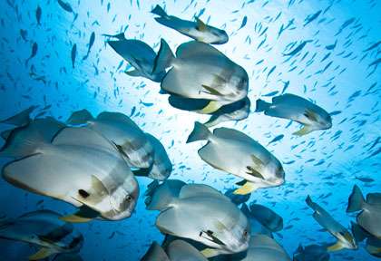 Plongée dans le centre de Raja Ampat
