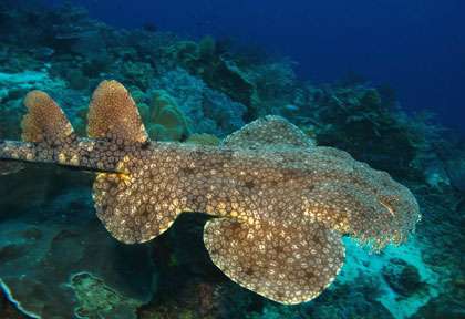 Requin-tapis à Raja Ampat