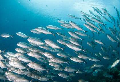 Plongée à Cenderawasih