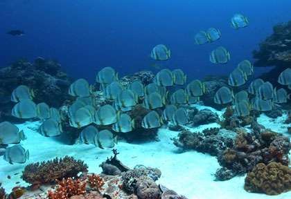 Plongée à Cenderawasih