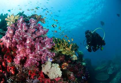 Plongée à Cenderawasih