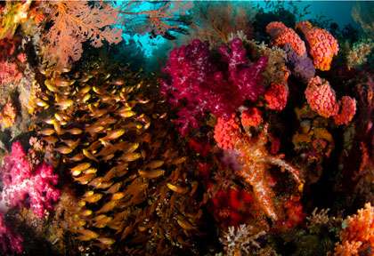 Plongée à Cenderawasih