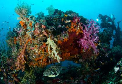 Plongée à Cenderawasih