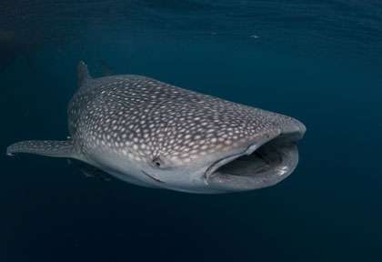 Requin baleine à Cenderawasih