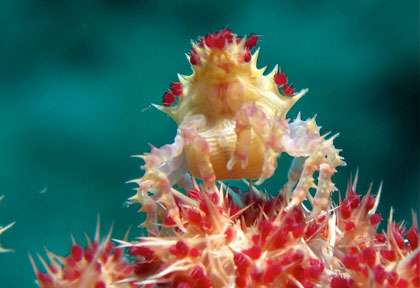 Plongée à Cenderawasih