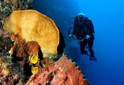 Voyage plongée à Manado