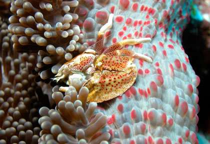 Voyage plongée à Manado