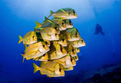 Voyage plongée à Cabo Pulmo