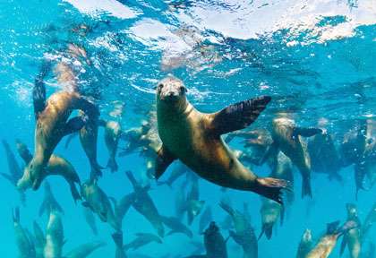 Lions de mer à Bahia de Los Angeles