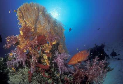 Plongéen au Myanmar