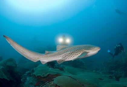 Plongée en mer d'Andaman