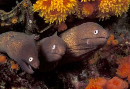 Murènes en plongée archipel de mergui