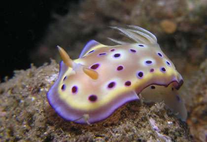 Nudibranche à Komodo