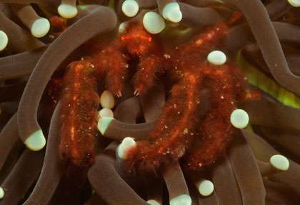 Crabe oran outang à Flores