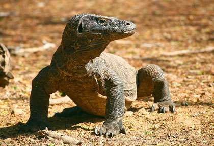 Le dragon de Komodo