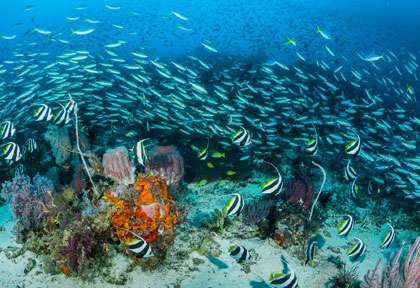 Plongée à Triton Bay