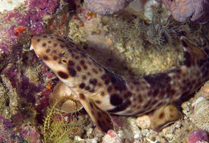 Requin marcheur à Triton bay