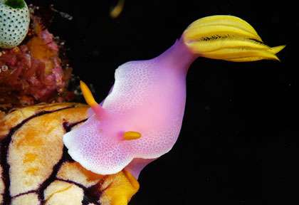 Nudibranche en Indonésie