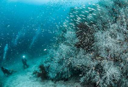 Plongée à Triton Bay