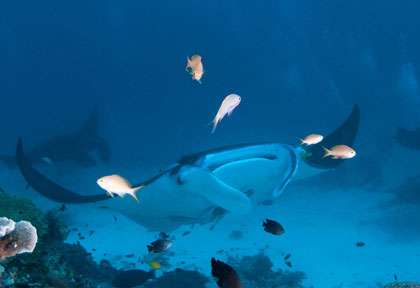 Raja Ampat
Indonésie