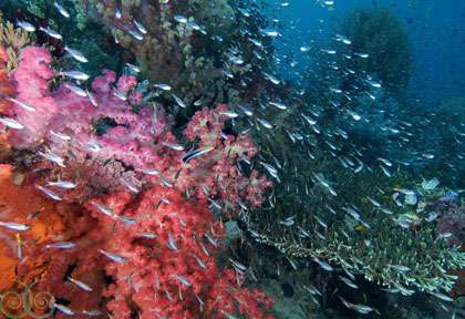 Voyage plongée à Misool Raja Ampat