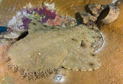 Requin à Raja Ampat