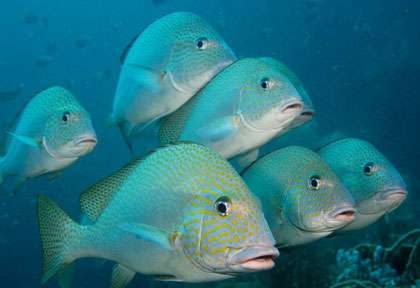 Plongée en mer de Banda