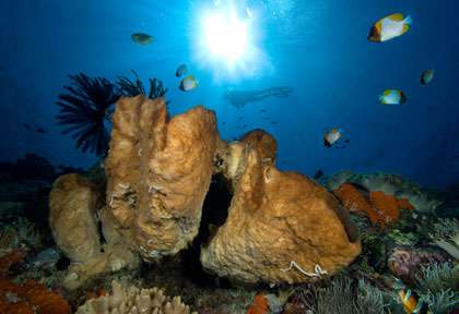 Cape Paperu dans les Moluques