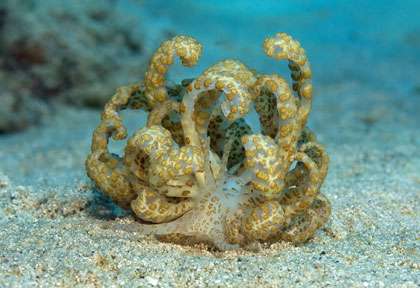 Plongée Moluques avec Extra Divers