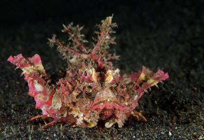 Voyage plongée à Lembeh