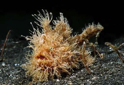 Voyage plongée à Lembeh